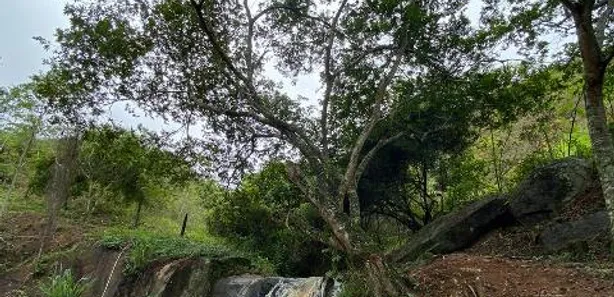 Fazenda / Sítio / Chácara com 3 Quartos à venda, 200m² no , Mendes