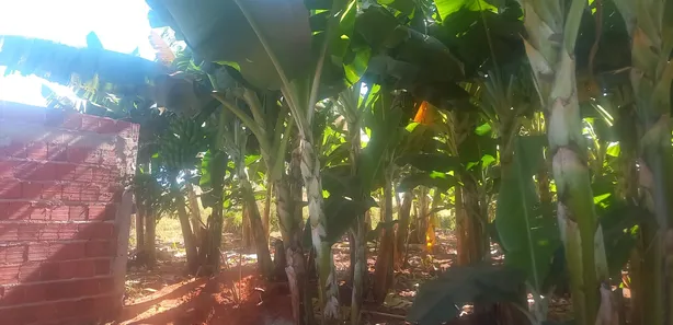 Fazenda / Sítio / Chácara com 2 Quartos à venda, 5000m² no , Brasília