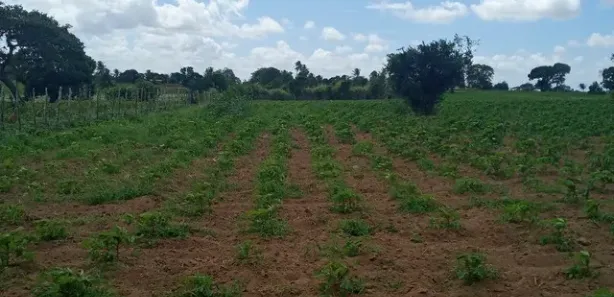 Fazenda / Sítio / Chácara com 3 Quartos à venda, 6000m² no , Vera Cruz