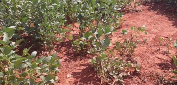 Terreno / Lote / Condomínio à venda, 39m² no Centro, Goianésia