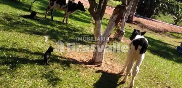 Fazenda / Sítio / Chácara à venda, 5000m² no Cataratas, Cascavel