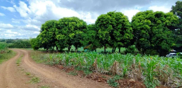 Fazenda / Sítio / Chácara à venda, 96800m² no , Guaraniaçu