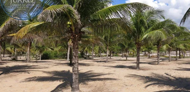 Terreno / Lote / Condomínio à venda, 28648m² no Canavieiras, Canavieiras