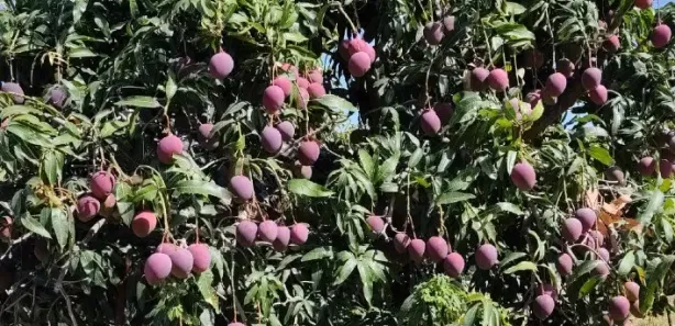 Fazenda / Sítio / Chácara à venda, 120000m² no Área Rural de Petrolina, Petrolina