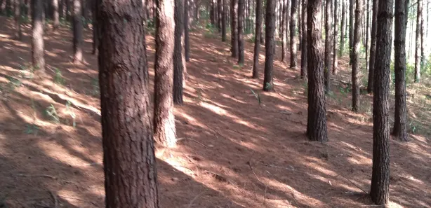Fazenda / Sítio / Chácara à venda, 359370m² no , Rio Branco do Sul