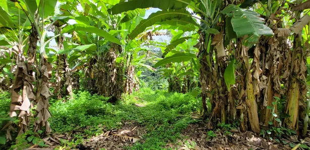 Terreno / Lote / Condomínio à venda, 20000m² no Pacoti, Pacoti