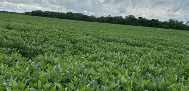Fazenda / Sítio / Chácara à venda, 1016400m² no , Santa Rita do Tocantins