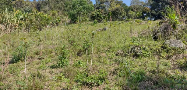 Fazenda / Sítio / Chácara à venda, 12040m² no , Piedade