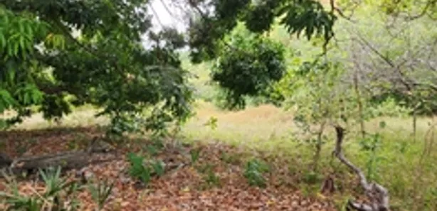 Terreno / Lote / Condomínio para alugar, 9800m² no Coaçu, Eusébio