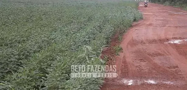 Fazenda / Sítio / Chácara à venda, 999999999m² no , Paraíso do Tocantins