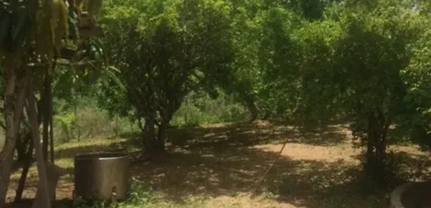 Fazenda / Sítio / Chácara com 4 Quartos à venda, 120000m² no , Aliança