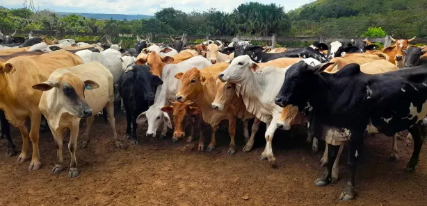 Fazenda / Sítio / Chácara com 4 Quartos à venda, 471170m² no Área Rural de Santo Antônio do Descoberto, Santo Antônio do Descoberto