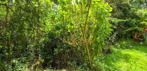 Terreno / Lote / Condomínio à venda, 1000m² no Vila Alpina, Nova Lima