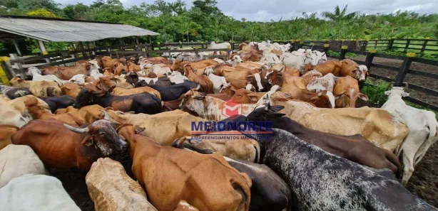 Fazenda / Sítio / Chácara com 5 Quartos à venda, 7550000m² no , Turiaçu