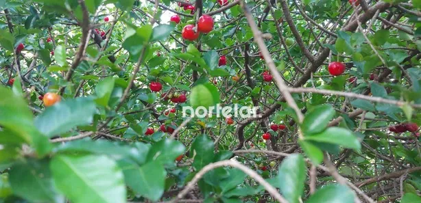 Fazenda / Sítio / Chácara com 3 Quartos à venda, 110m² no Chácaras São José, Franco da Rocha