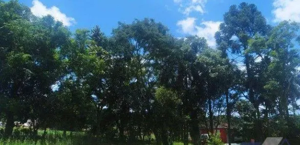 Fazenda / Sítio / Chácara à venda, 10000m² no Loteamento Jardim Real, Guaraniaçu