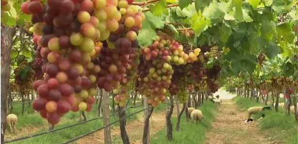 Fazenda / Sítio / Chácara à venda, 120000m² no Área Rural de Petrolina, Petrolina