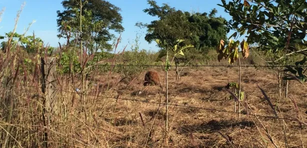 Fazenda / Sítio / Chácara à venda, 20000m² no Núcleo Rural Lago Oeste, Brasília