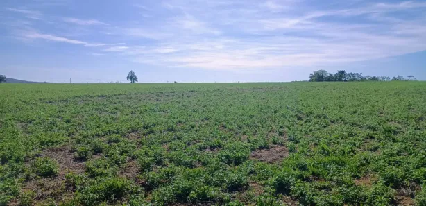 Fazenda / Sítio / Chácara com 3 Quartos à venda, 1920000m² no Planaltina, Brasília