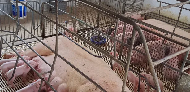 Fazenda / Sítio / Chácara com 3 Quartos à venda, 16000m² no , Vera Cruz