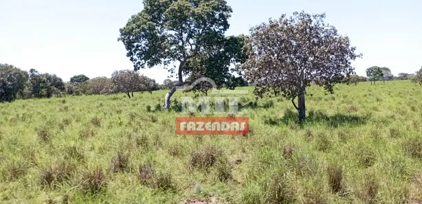 Fazenda / Sítio / Chácara à venda, 500m² no , Pium