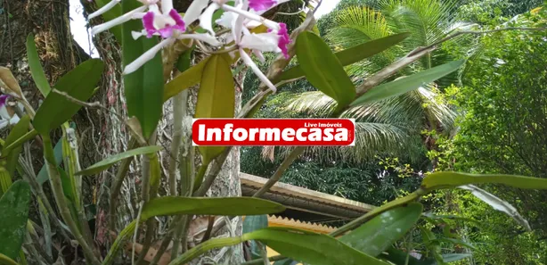 Fazenda / Sítio / Chácara com 2 Quartos à venda, 100m² no Cidade Jardim Parque Estoril, Nova Iguaçu