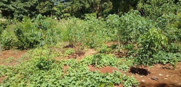 Fazenda / Sítio / Chácara com 1 Quarto à venda, 50m² no Condomínio Horizontal Marajoara, Ibiporã