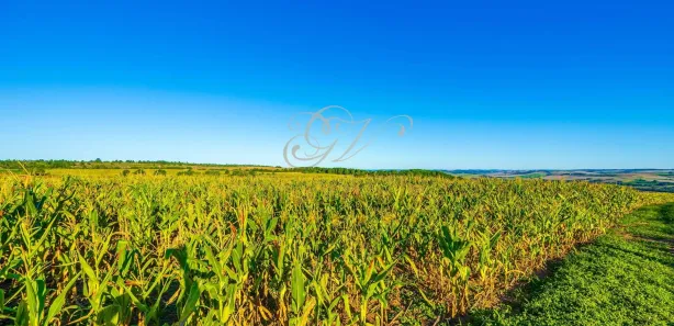 Fazenda / Sítio / Chácara com 1 Quarto à venda, 456017m² no Centro, Ponta Grossa