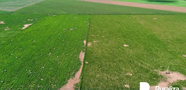 Fazenda / Sítio / Chácara à venda, 755m² no , Pedro Afonso