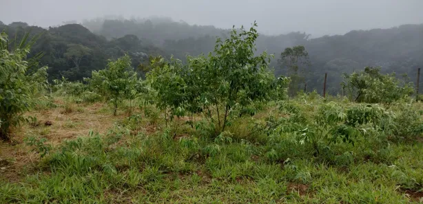 Fazenda / Sítio / Chácara com 4 Quartos à venda, 284m² no Mombaça, Itapecerica da Serra