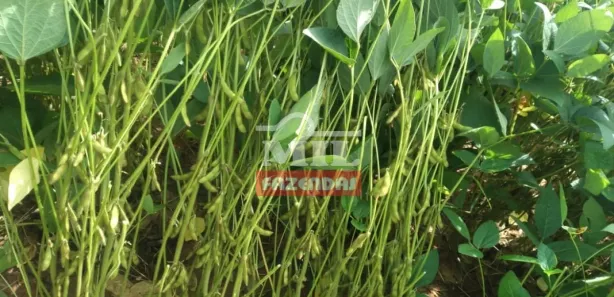 Fazenda / Sítio / Chácara à venda, 500m² no Setor Central, Ponte Alta do Tocantins