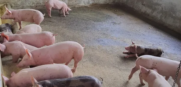 Fazenda / Sítio / Chácara com 3 Quartos à venda, 16000m² no , Vera Cruz
