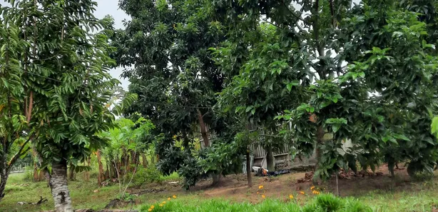 Fazenda / Sítio / Chácara à venda, 9400m² no , Pedras de Fogo