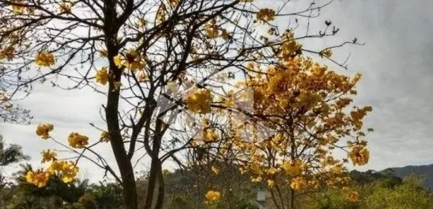 Casa com 3 Quartos à venda, 240m² no Vargem Grande, Águas Mornas