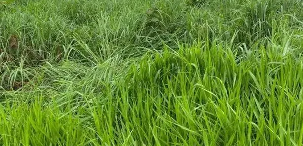 Fazenda / Sítio / Chácara à venda, 1064800m² no Plano Diretor Sul, Palmas
