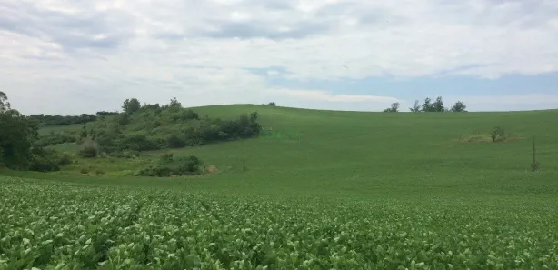 Fazenda / Sítio / Chácara à venda, 242000m² no Br 369, Uraí