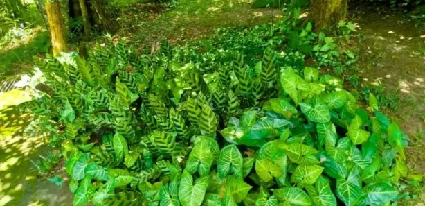 Fazenda / Sítio / Chácara com 4 Quartos à venda, 8000m² no Sao Lourenco, Juquitiba