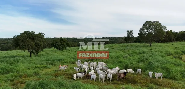 Fazenda / Sítio / Chácara com 3 Quartos à venda, 500m² no Setor Central, Gurupi
