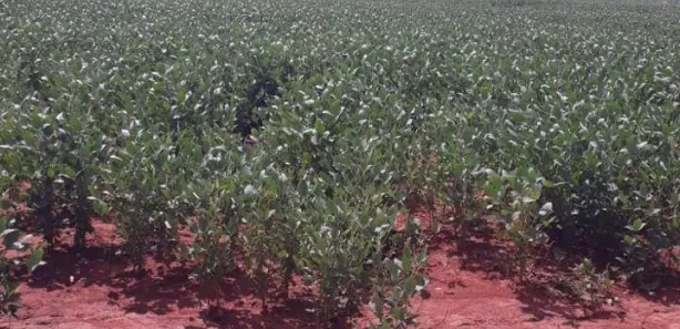 Terreno / Lote / Condomínio à venda, 39m² no Centro, Goianésia