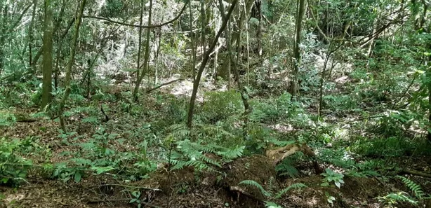 Fazenda / Sítio / Chácara com 1 Quarto à venda, 7000m² no Contenda, Contenda