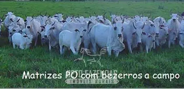 Fazenda / Sítio / Chácara à venda, 999999999m² no , Paraíso do Tocantins