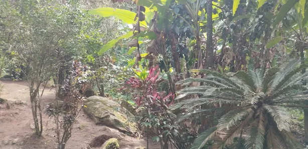 Fazenda / Sítio / Chácara com 2 Quartos à venda, 5000m² no Serra de Mato Grosso (Sampaio Correia), Saquarema