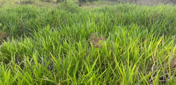 Fazenda / Sítio / Chácara à venda, 61000m² no , Sairé