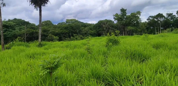 Fazenda / Sítio / Chácara com 3 Quartos à venda, 363000m² no Bezerra, Formosa