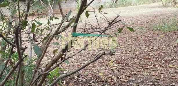 Fazenda / Sítio / Chácara com 4 Quartos para venda ou aluguel, 200m² no Nova Veneza, Paulínia