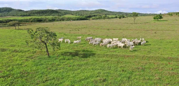 Fazenda / Sítio / Chácara com 4 Quartos à venda, 6000000m² no , Padre Bernardo