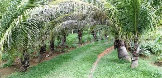 Fazenda / Sítio / Chácara à venda, 5000m² no Dorândia, Barra do Piraí
