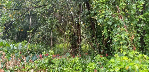 Terreno / Lote / Condomínio à venda, 2340m² no Camburi, São Sebastião