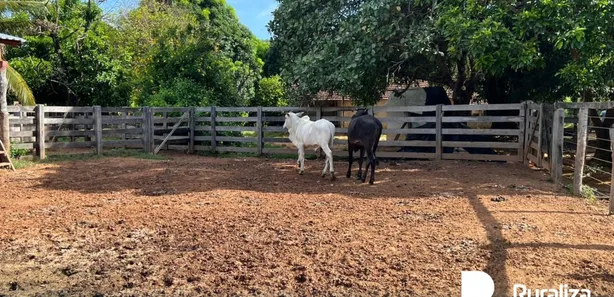 Fazenda / Sítio / Chácara à venda, 137m² no Setor Central, Gurupi