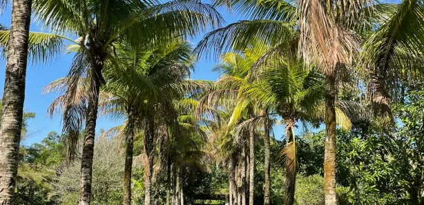Fazenda / Sítio / Chácara à venda, 5000m² no Sampaio Correia (Sampaio Correia), Saquarema